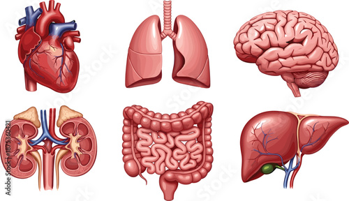Human, internal, organs, set, with, heart, lungs, brain, kidneys, intestines, and, liver, anatomical, icons, for, medical, education, healthcare, and, biology, vector, illustration.