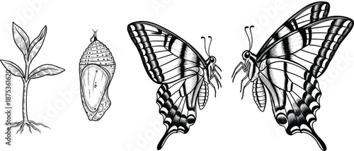 Butterfly Life Cycle Illustration Vector Set with Egg, Caterpillar, Chrysalis, and Adult Insect Stages for Education, Biology, and Nature Designs