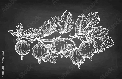 Gooseberry branch chalk sketch.