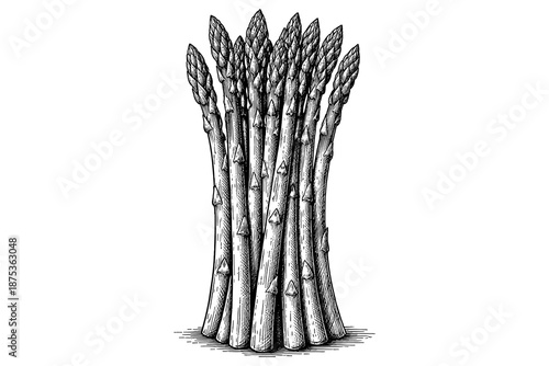 Detailed black and white sketch of asparagus spears in a vintage style