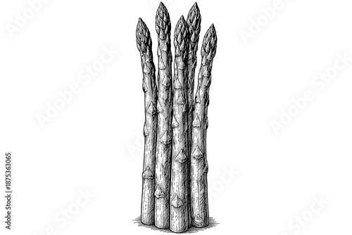 Detailed hand drawn asparagus bunch in monochrome style