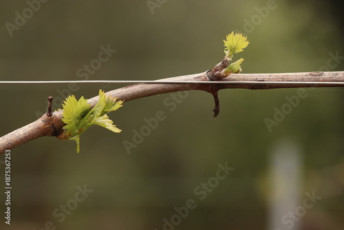 vite fiorita in primavera
