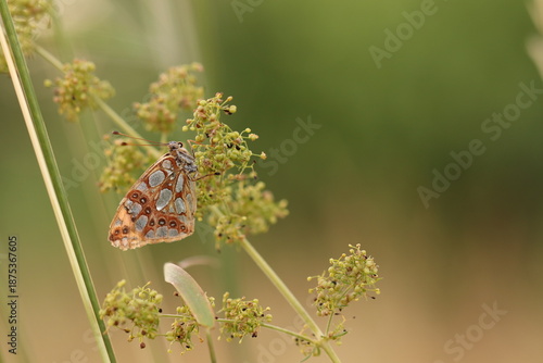 una farfalla issoria lathonia su un fiore