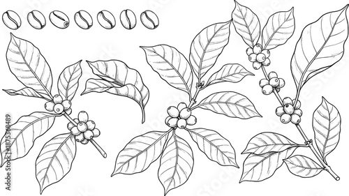 Coffee Plant Branch and Bean Botanical Line Art Vector Set with Leaves, Berries, and Hand Drawn Illustration for Packaging, Labels, and Branding Designs