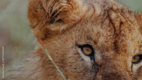 A close up of a lion yawning