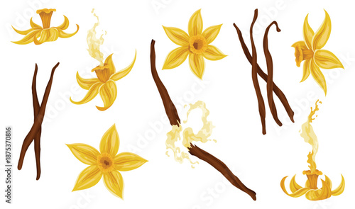 Vanilla flowers, pods and sticks. Realistic vector set of isolated elements. Nature spice. Yellow blossom with drops