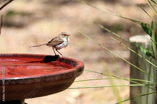 Female Superb Fairy-wren (Malurus cyaneus)  at bird bath , South Australia