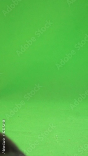 welsh corgi lies and walks on green screen