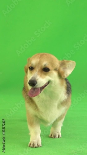 welsh corgi stands and stands and walks on green screen
