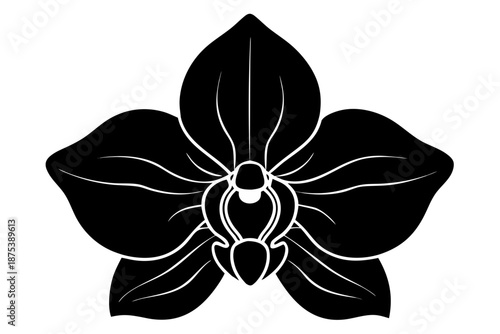 orchid flower vector