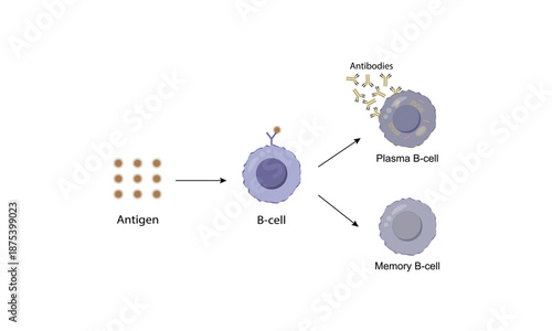Activation B-cell leukocytes. B lymphocyte differentiation. Plasma cell and memory B cell. B cell and T cell interaction.	