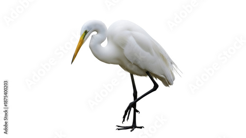 Photos Elegant great egret PNG isolated on transparent background, graceful white heron
