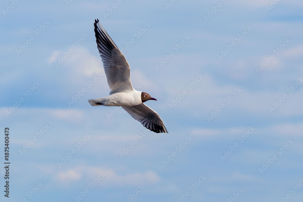 Fototapeta premium A common black-headed gull flies high against a blue sky.