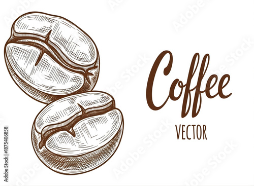 Coffee bean hand drawn sketch