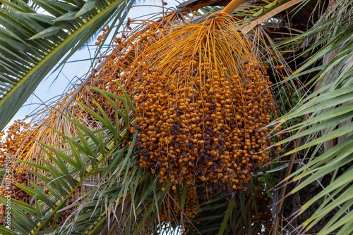 Dates on a palm tree, Bizerte, Tunisia
