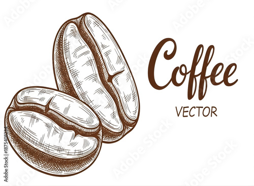 Coffee beans hand drawn illustration