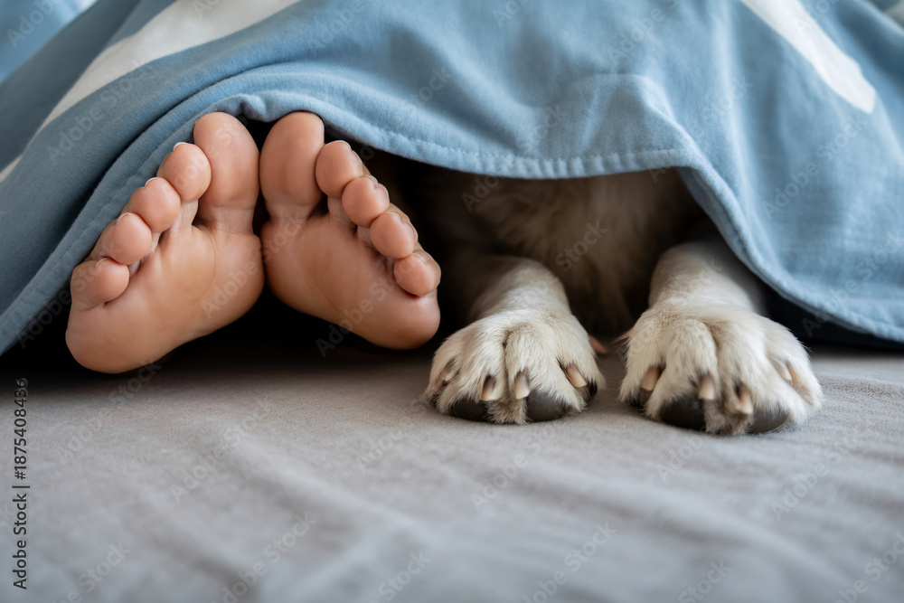 Obraz premium Human feet and dog paws side by side under blanket. Peaceful companionship in cozy home setting.