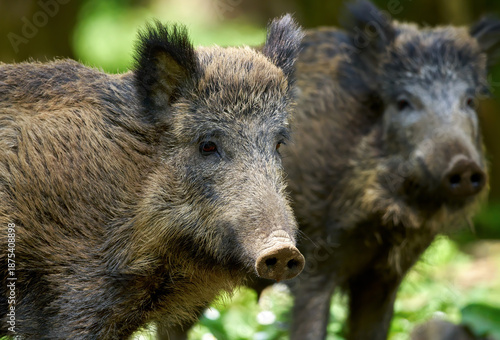 Zwei Wildschweine (Sus scrofa) mit einem Portrait in Nahaufnahme - Baden-Württemberg, Deutschland