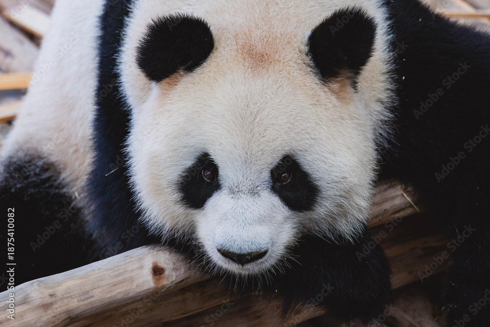 Fototapeta premium Cute Giant panda at Zoo Negara Malaysia