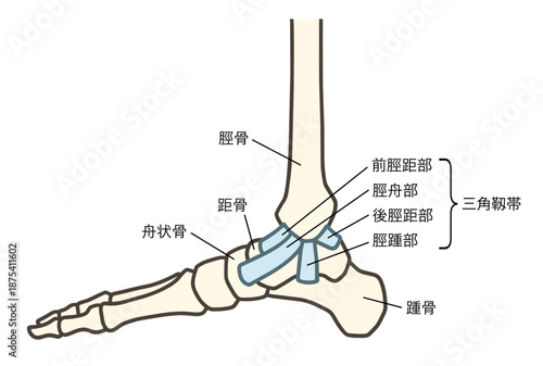 足の骨格の内側、足関節と三角靱帯