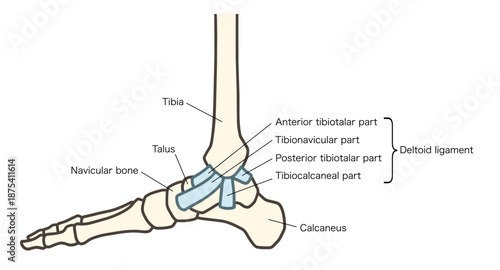 足の骨格の内側、足関節と三角靱帯