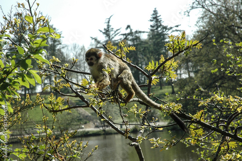 affe primat tier zoo