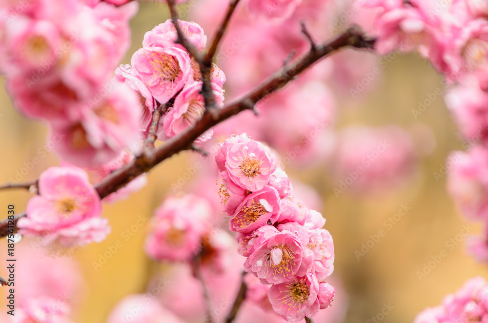 Obraz premium 雨の雫が輝くピンク色の紅梅 梅の花のクローズアップ