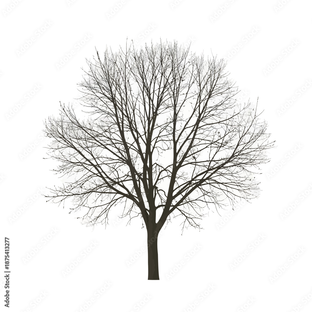 Obraz premium Bare Tree Silhouette Isolated on White Background, Winter Season, No Leaves