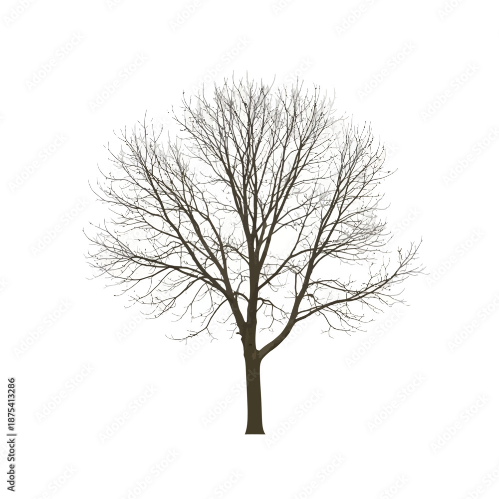 Obraz premium Bare Tree Silhouette Isolated on White Background