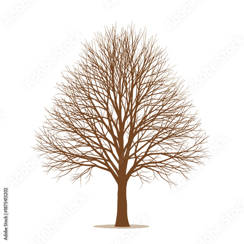 Bare Tree Silhouette Isolated on White Background