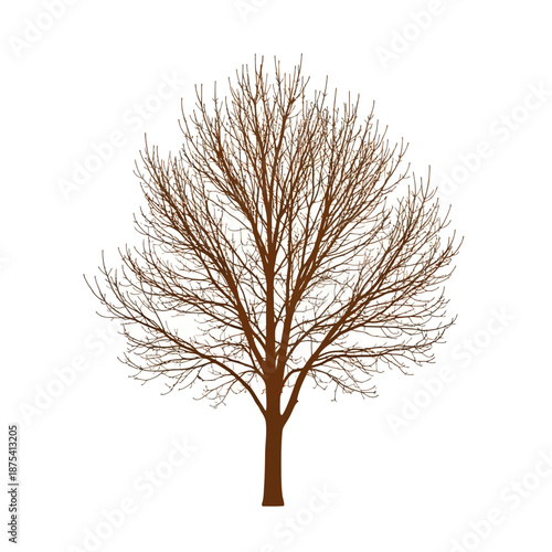 Bare Tree Silhouette Isolated on White Background - Winter or Autumn Season