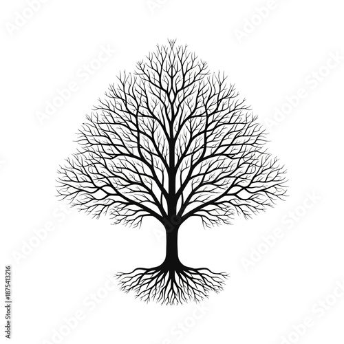 Bare Tree Silhouette with Intricate Branches and Visible Roots on White Background