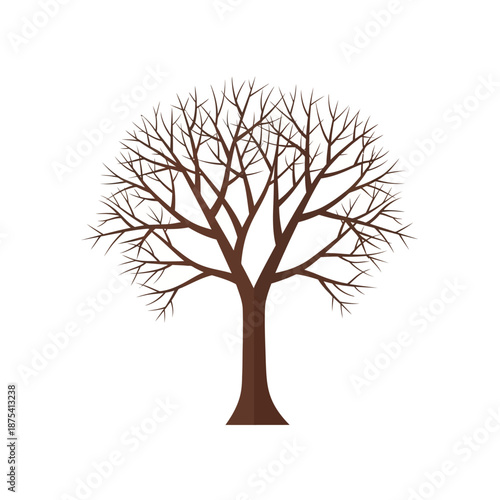 Bare Winter Tree Silhouette with Branches on White Background