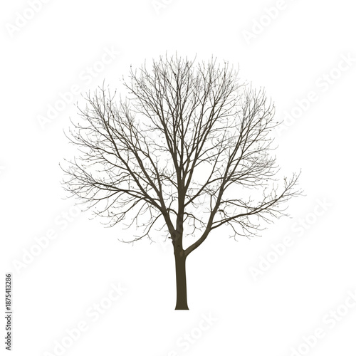 Bare Tree Silhouette Isolated on White Background