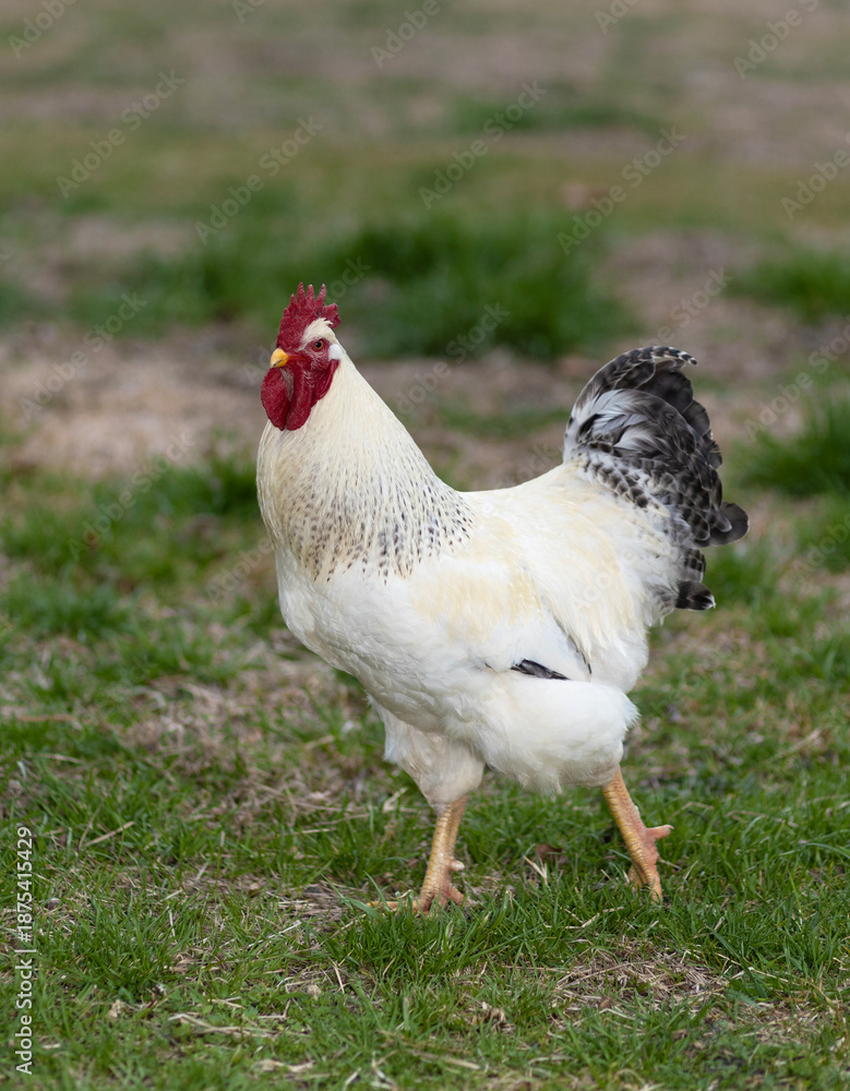 Fototapeta premium Rooster with white feathers and black in its tail roaming freely in a field