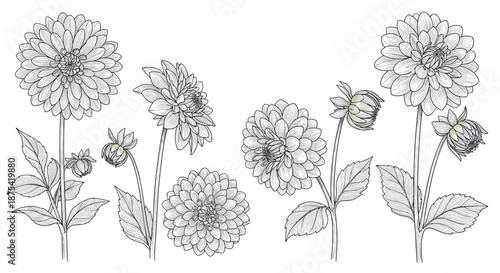 Beautiful botanical illustrations of dahlia flowers in full bloom along with various buds and leaves in detailed black and white line art.