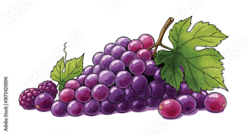 Detailed illustration of a large bunch of ripe purple grapes with a green leaf and several loose berries nearby in a classic botanical style.