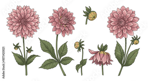 Beautiful botanical set of pink dahlia flowers at various growth stages from tight buds to full blossoms in a realistic hand drawn style.
