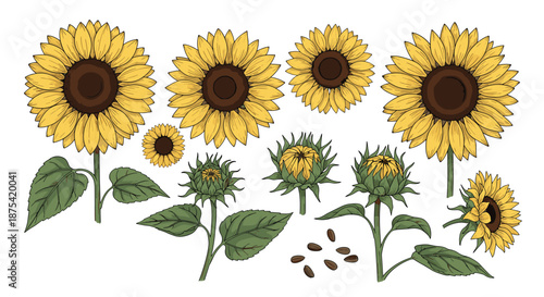 Detailed botanical set of sunflowers at various stages of development from buds to full blooms including seeds and leaves for floral designs.