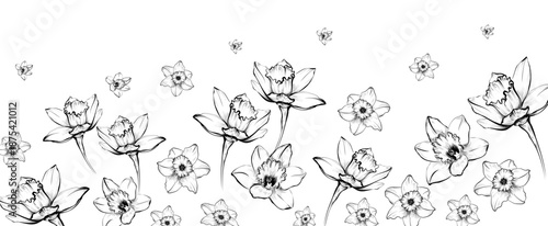 Daffodil flower border sketch vector illustration