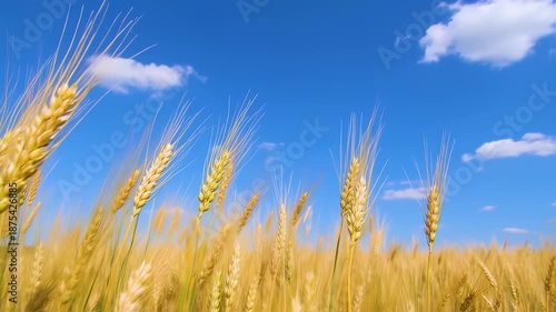 Wallpaper Mural Wheat field under a bright blue sky with fluffy clouds, sunlit grains swaying Torontodigital.ca