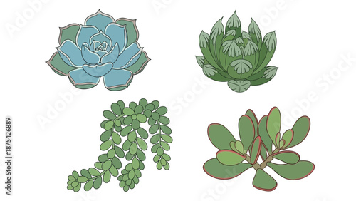 Collection of four distinct illustrated succulent plants showcasing different leaf shapes and colors against a clean white background for botanical art projects.