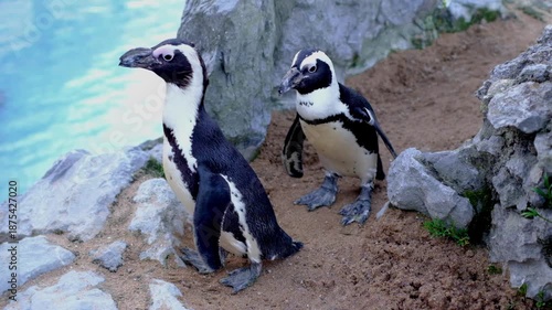 A delightful medium shot of two African Penguins Spheniscus demersus also known as Jackass Penguins, standing on a sandy and rocky shore near a pool of clear blue water. 