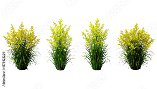 Four vibrant green bushes with bright yellow flowers in full bloom, isolated on transparent background.