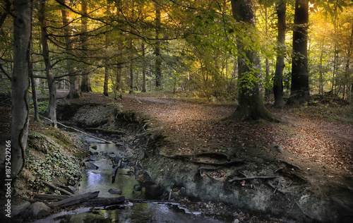 schönste Jahreszeit im Wald