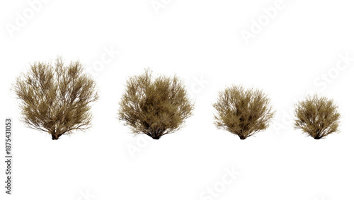 Collection of four dry brown desert bushes and shrubs in varying sizes, isolated on transparent background