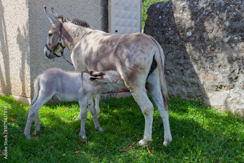 Jeune ânon tétant sa mère