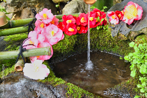 京都　大豊神社　美しい椿の手水（日本京都府京都市）
Beautiful camellia water basin at Otoyo Shrine, Kyoto (Kyoto City, Kyoto Prefecture, Japan)
