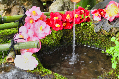 京都　大豊神社　美しい椿の手水（日本京都府京都市）
Beautiful camellia water basin at Otoyo Shrine, Kyoto (Kyoto City, Kyoto Prefecture, Japan)
