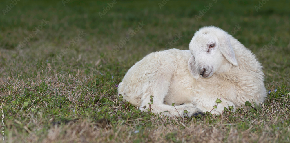 Fototapeta premium Adorable white lamb laying on a grassy paddock